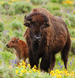 Teton Buffalo